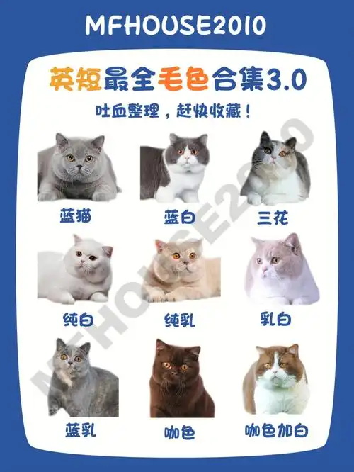 英短颜色毛色品种全集带你认识不同的英短