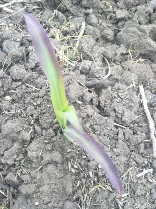 玉米苗变紫是什么原因造成的?怎么防治?