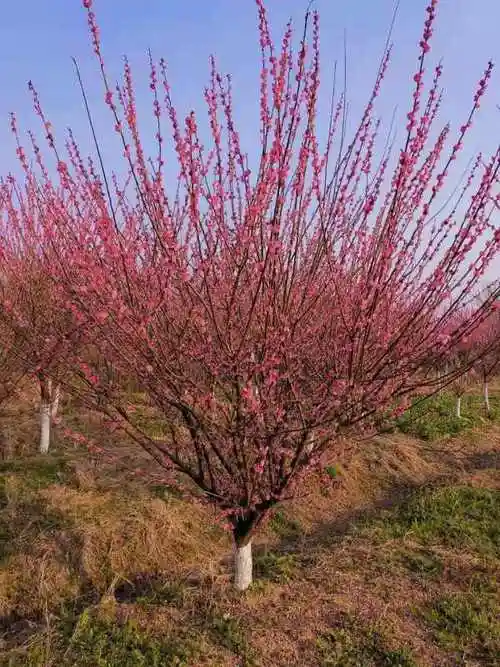 苗木供应 绿化苗木 乔灌木本地现在原生红梅价格,6公分红梅树价格是60