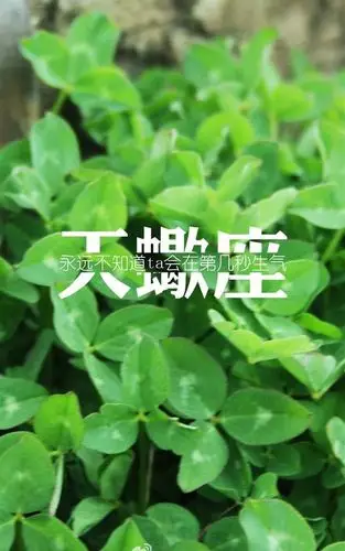 天蝎座文字创意写真