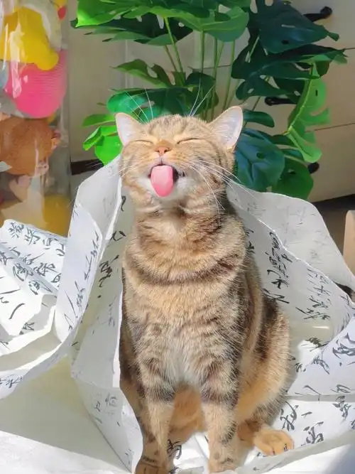 调皮捣蛋的样子都那么可爱