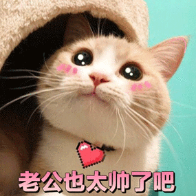 老公也太帅了吧猫咪表情包最爱老公这么萌拿去哄老公他遭不住的撩妹撩