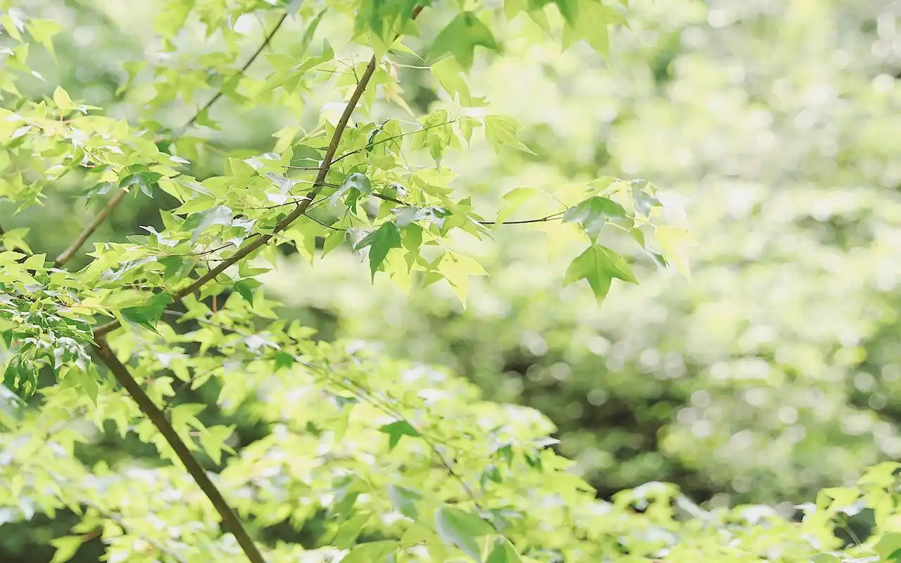 好看的绿色系壁纸,护眼又清新,喜欢就赶紧下载吧!