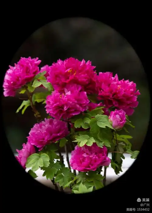 国色天香——牡丹花 - 美篇