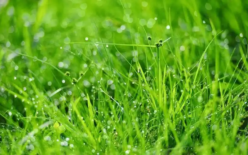 超清护眼绿色植物图片电脑壁纸