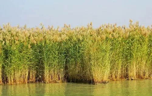 2,芦芽是芦苇的嫩芽,也叫芦苇芯,初长的芦芽状似