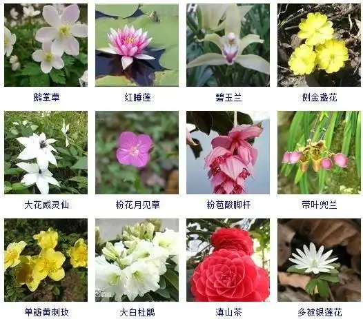 春天开的常见的花(春天十种最美的花)