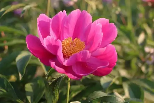 芍药花开在每年的阳历五月前,花期比较长,鲜艳可人