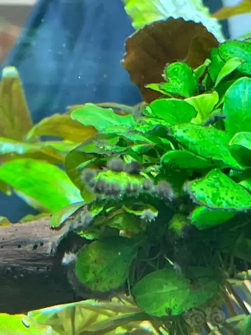 黑毛藻受不了了