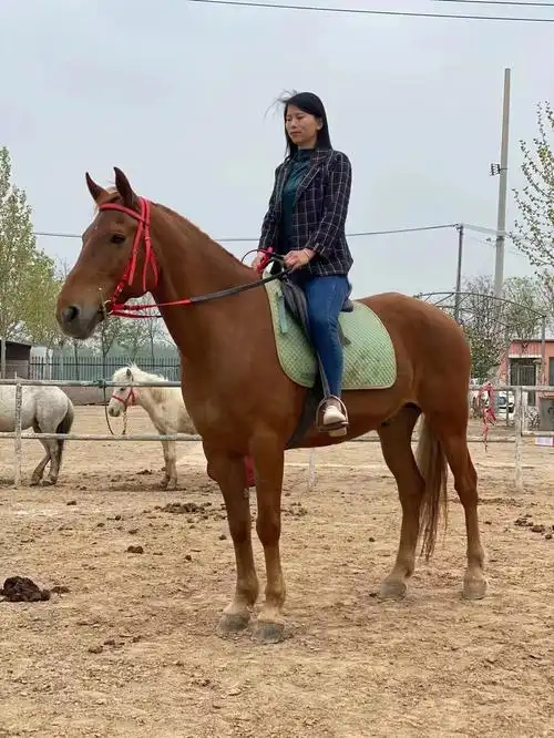 高头大马纯血马半血马