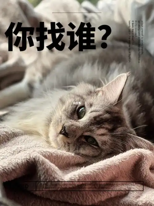 缅因猫自己发个朋友圈