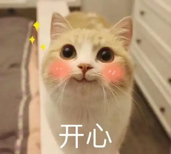 萌宠猫星人开心害羞呆萌搞怪gif动图_动态图_表情包下载_soogif