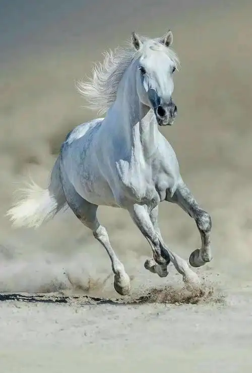 杨超:努力奔跑即是骏马最真的使命