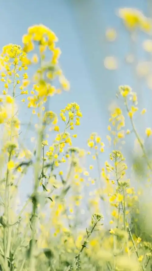 文艺小清新唯美静物