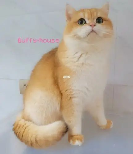 金渐层种公展示辛巴ny12甜美度拉满03