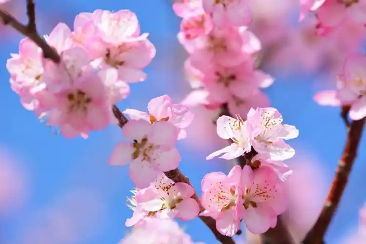淡粉色山桃花,原创拍摄