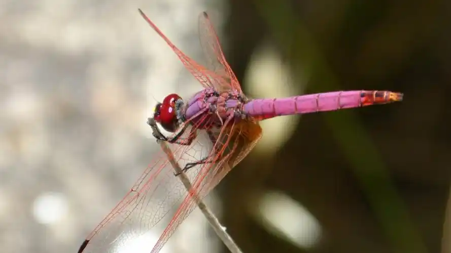 蜻蜓无水印电脑桌面高清壁纸图片