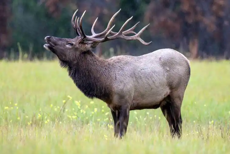 p>马鹿(学名: i>cervus canadensis /i>):是鹿科,鹿属的哺乳动物,是