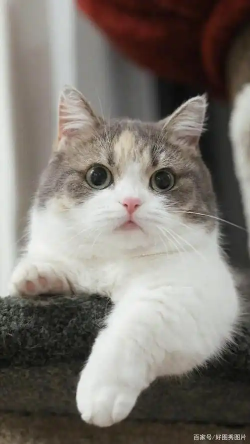 萌系超可爱的小猫咪手机壁纸