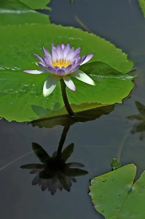 睡莲——你见过这样的吗?