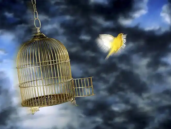 打开鸟笼的门 br>让鸟飞走 br>把自由还给鸟笼 br> br>打开鸟笼的门
