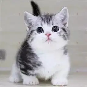 美国短毛猫美短加白起司猫活物美短虎斑矮脚短腿曼基康矮宠物猫