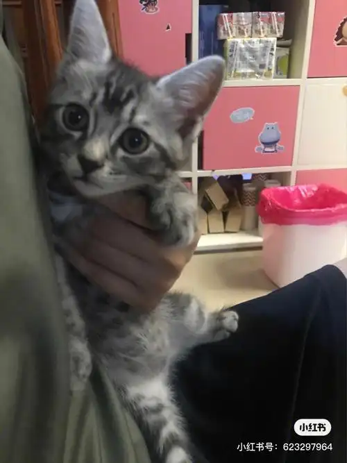 朋友给的是美短田园串还是英短田园串