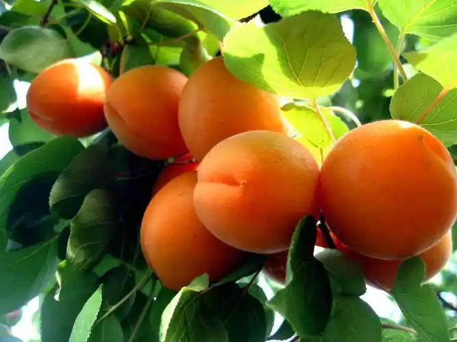 关中幸无梅,汝强充鼎和.——苏轼《杏》