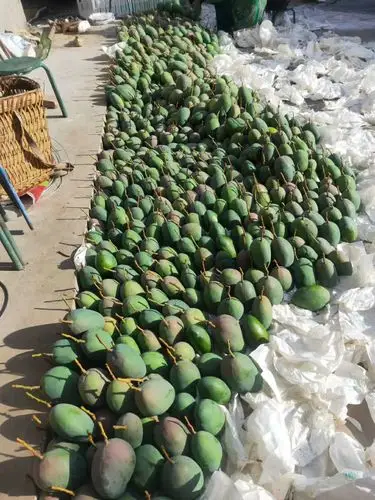 [攀枝花芒果批发] 攀枝花凯特芒果大量上市,诚招各大电商网红平台