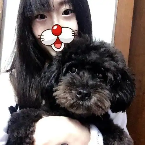 告诉你一个秘密:养泰迪,千万别养"黑"的