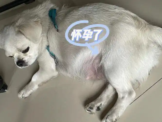 在厂里一个没看住 最近发现它怀孕了 肚子很大了#流浪狗  #狗狗怀孕