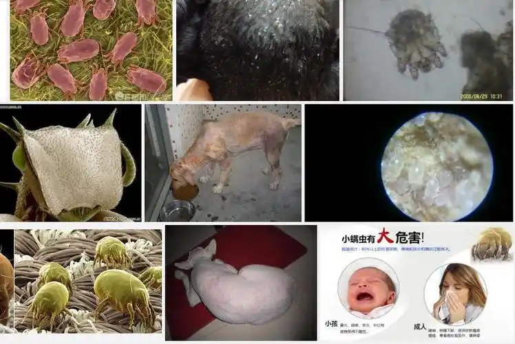 广东地区天气湿润适合螨虫滋生-东莞螨虫防治,东莞塘厦杀螨虫公司