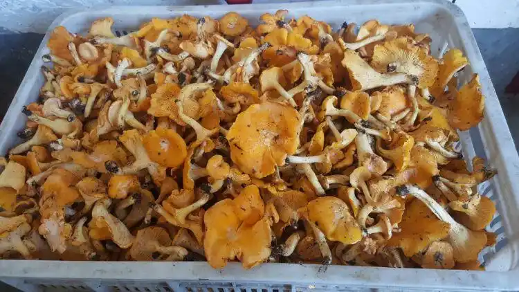 宁陕小川村环境优美,物产丰富!这是山珍金丝菌.