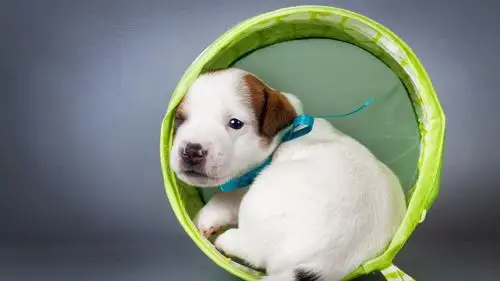 白色的小狗回头看 iphone 壁纸