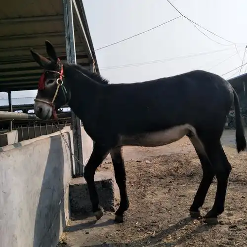 架子驴 100-200斤