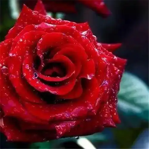 唯美鲜花头像 高清漂亮适合微信头像的花朵图片唯美_植物头像_头像屋