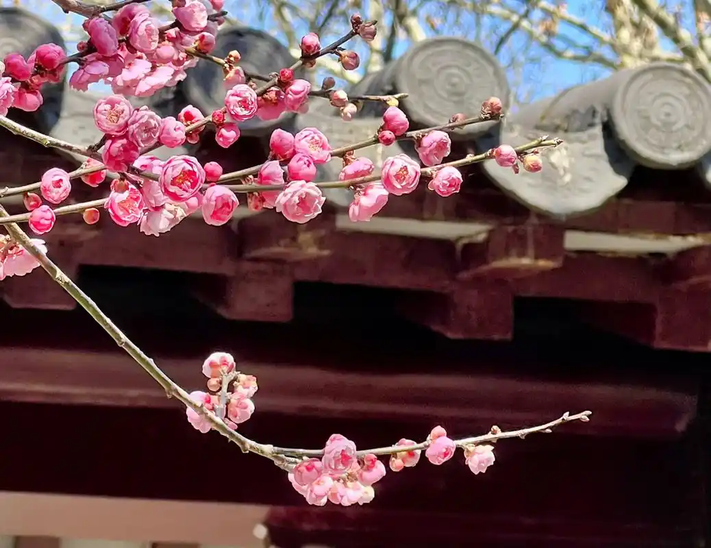 春天,和梅花 - 抖音