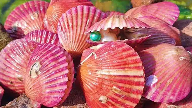 大姐野外找到超多粉色贝壳,一刀撬开后,珍珠也太多了吧!