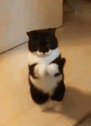 门口来了个要饭的,猫咪"拱手作揖":可怜可怜吧!给口吃的吧!