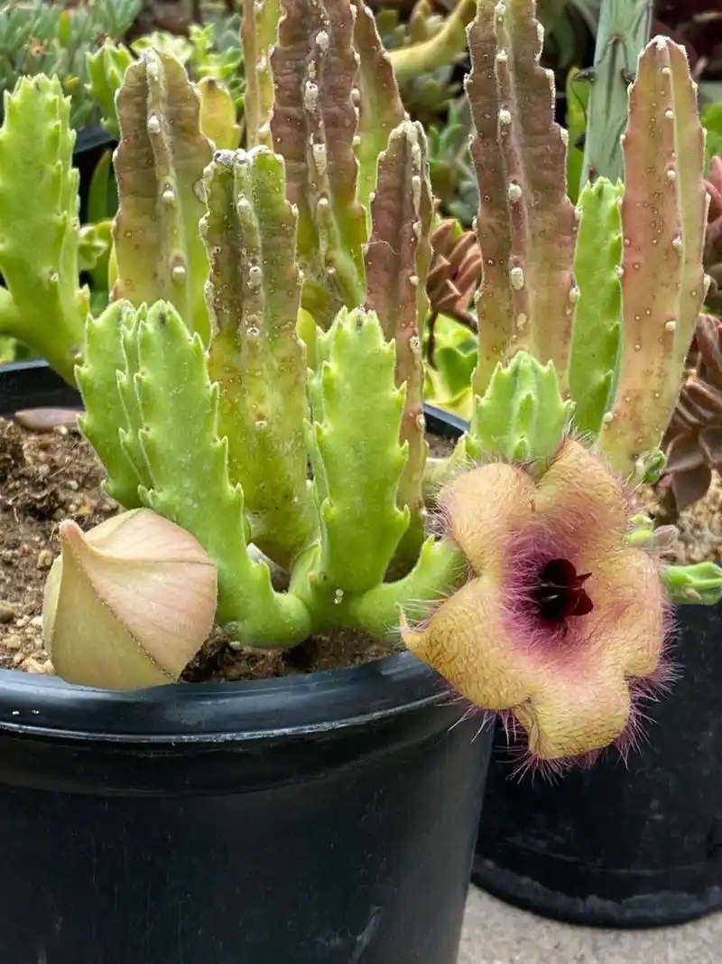 大花犀角 大花犀角(学名:stapelia grandiflora masson)是萝藦科,豹皮