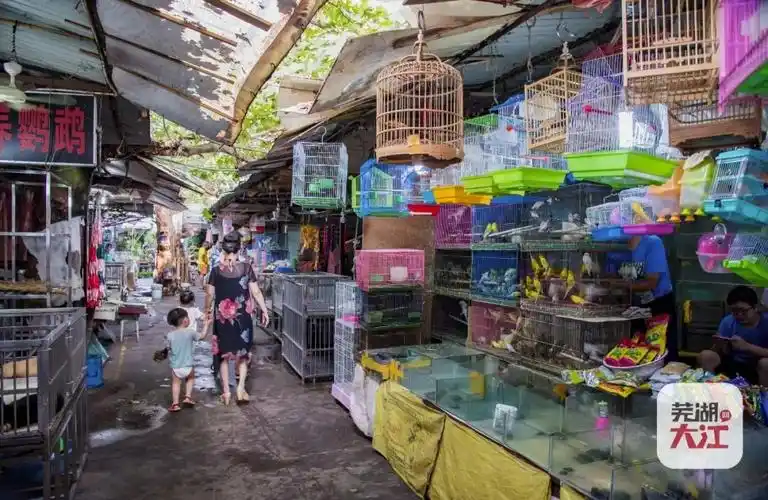 花鸟市场让我再看你一眼