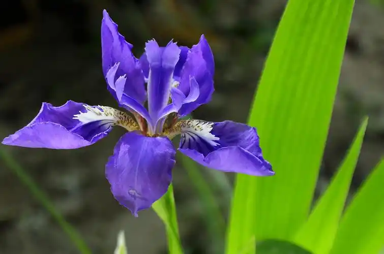 蓝之色——鸢尾