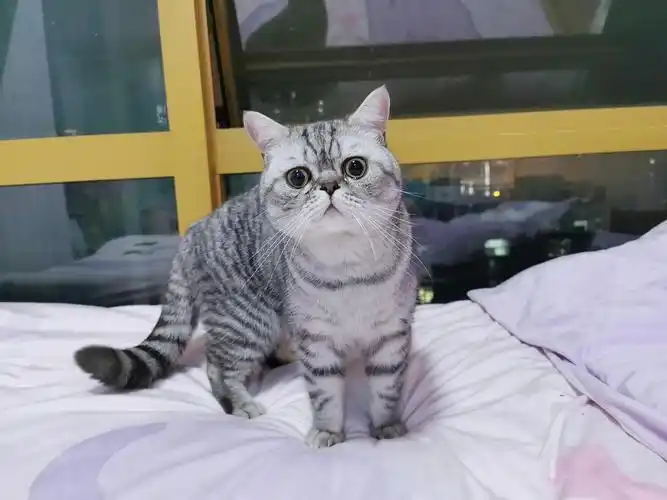 英短加菲渐层弟弟找对象