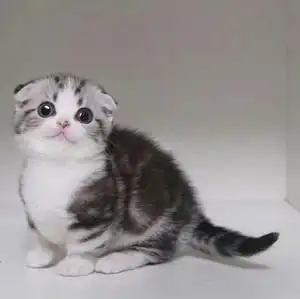 苏格兰折耳猫.品牌,价格 - 阿里巴巴