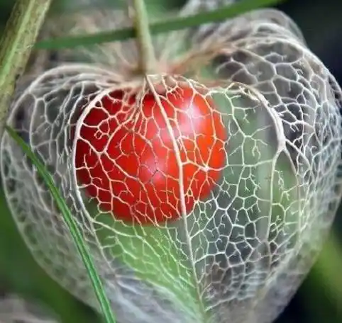 全球罕见的30种水果,98%的于都人没见过!