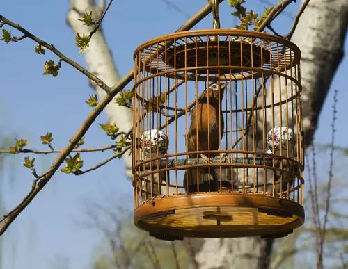 [图片]笼中的鸟和自由的鸟