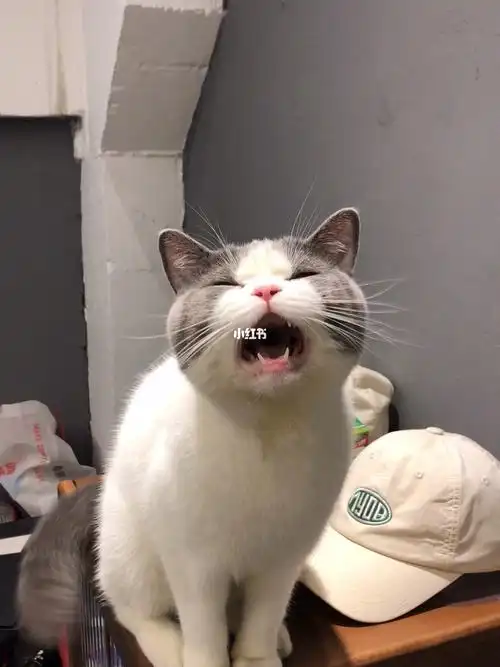 这只小猫咪好奇怪哦为什么叫声是这样的