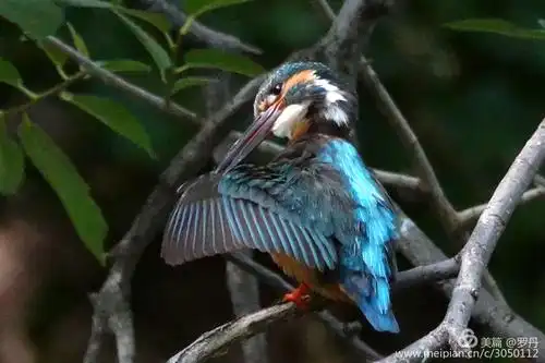 我的美篇(220)— 漂亮翠鸟