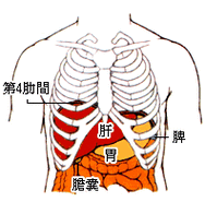 人体肝在哪个位置