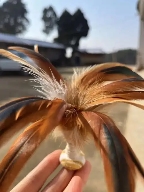 纯手工鸡毛毽子 薅秃了家里的鸡毛